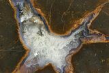 Colorful Polished Thunderegg Half - Nevada #337767-1